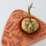 Triangle Potholder - Tiles - Peach - Shell